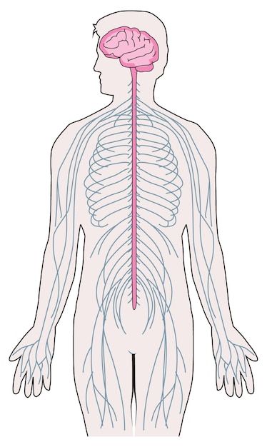 Estresse: como regular o corpo no cotidiano